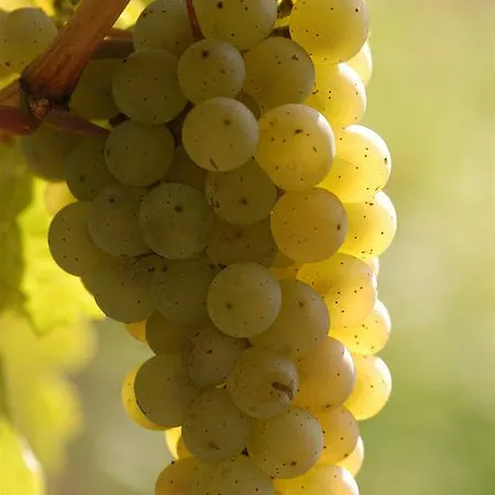 Apartment Reverchon Filzen